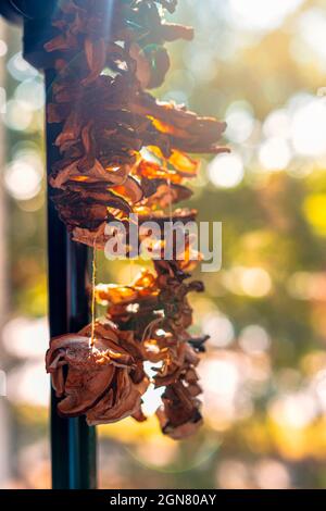 Getrocknete Pilze, die im warmen Licht der Nachmittagssonne auf einem Fotostativ hängen Stockfoto