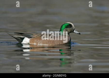 American Wigeon - Mareca americana Stockfoto