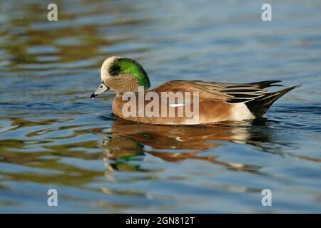 American Wigeon - Mareca americana Stockfoto