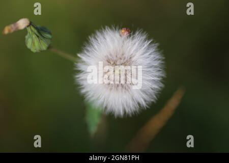 Nahaufnahme eines offenen Sonchus oleraceus (Gänsedistel) Stockfoto