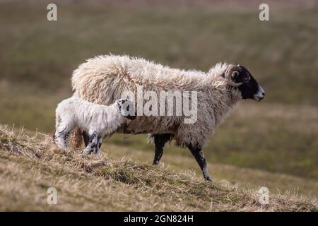 Swaledale Ewe mit Neugeborenen Lämmern auf Hochland Bauernhof, obere Teesdale, North Pennines AONB, County Durham, Großbritannien Stockfoto