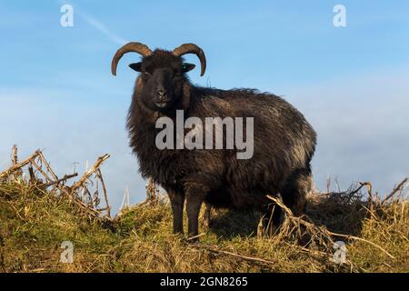 Hebriden Schafe, seltene Rasse in Erhaltung Weidewirtschaft, Caerlaverock Wildfowl und Wetland Trust Reserve, Dumfries und Galloway, Schottland, Großbritannien verwendet Stockfoto