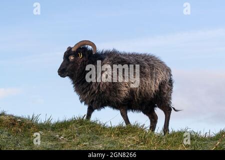 Hebriden Schafe, seltene Rasse in Erhaltung Weidewirtschaft, Caerlaverock Wildfowl und Wetland Trust Reserve, Dumfries und Galloway, Schottland, Großbritannien verwendet Stockfoto