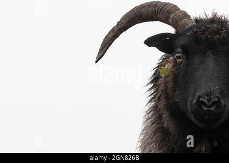 Hebriden Schafe, seltene Rasse in Erhaltung Weidewirtschaft, Caerlaverock Wildfowl und Wetland Trust Reserve, Dumfries und Galloway, Schottland, Großbritannien verwendet Stockfoto