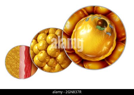 Fettzellanatomie und Gewichtszunahme oder Übergewicht und Adipositas Symbol als medizinisches Gesundheitskonzept als mikroskopisches Diagramm mit Mitochondrien Kern. Stockfoto