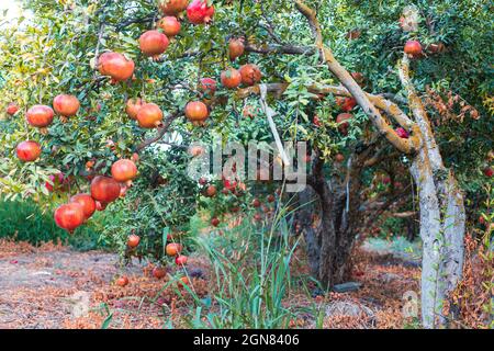 Reife Früchte des Granatapfelbaums aus der Nähe hängen an Ästen. Israel Stockfoto