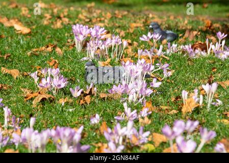 Tauben unter Herbstcrocues in einem Park mit abgefallenen Blättern Stockfoto