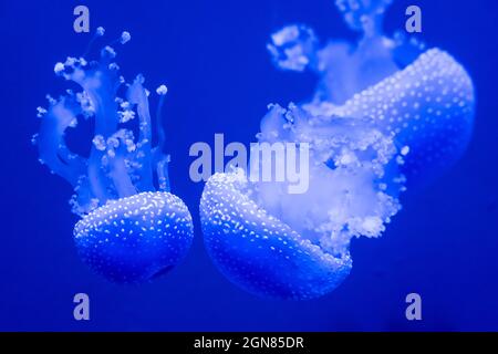 Weiß getupftem Quallen (Phyllorhiza punctata) am Georgia Aquarium in der Innenstadt von Atlanta, Georgia. (USA) Stockfoto