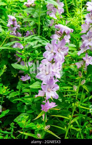 Consolidaa ajacis oder Doubtful Knight's Spur eine jährlich blühende Pflanze der Familie der in Eurasien heimischen Ranunculaceae. Stockfoto