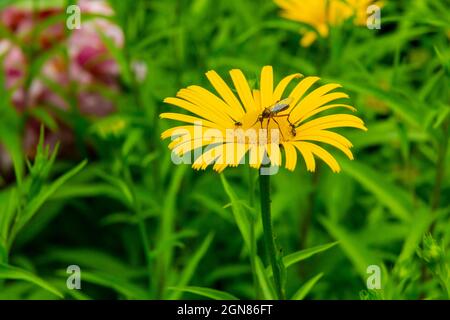 Insekt auf Inula britannica, dem britischen gelbkopf oder Wiesenfleaban, einer eurasischen Pflanzenart der Gattung Inula innerhalb der Familie der Gänseblümchen. Stockfoto