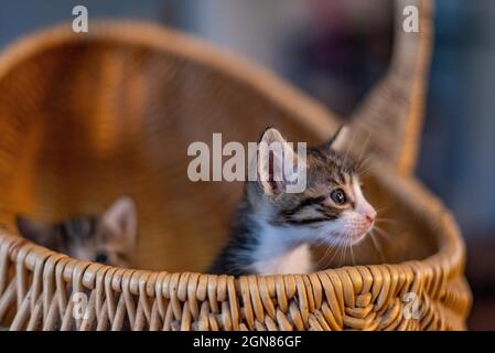Seitenansicht eines hübschen flauschigen kleinen Kätzchens mit einem neugierigen Gesicht, das aus einem Korb herausschaut Stockfoto