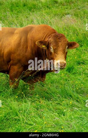 Limousin-Bulle eine Rasse von Rindern, die ursprünglich aus den Regionen Limousin und Marche in Frankreich stammten. Stockfoto
