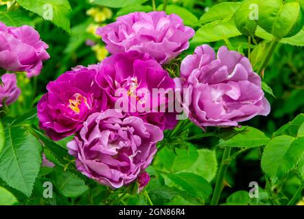 Nahaufnahme der lila Rosen, die in einem Garten mit grünen Blättern im Hintergrund wachsen. Stockfoto