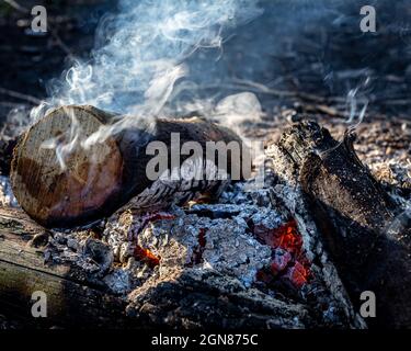 Lagerfeuer brennend, ohne Flammen, nur Asche, Hitze und Feuerholz. Stockfoto