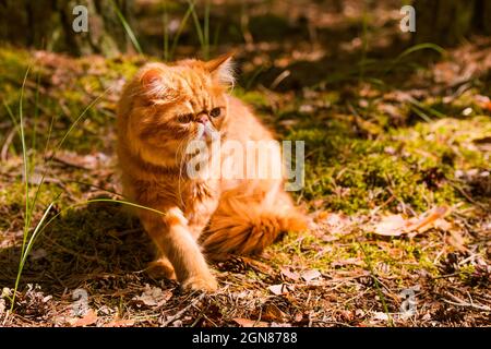 Lustige rote Perserkatze im Herbsthintergrund mit abgefallenen trockenen Blättern Stockfoto