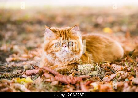 Rote Perserkatze im Herbsthintergrund mit abgefallenen trockenen Blättern Stockfoto