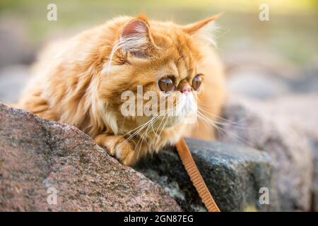 Nahaufnahme einer Rotperskatze mit großen orangefarbenen runden Augen Stockfoto