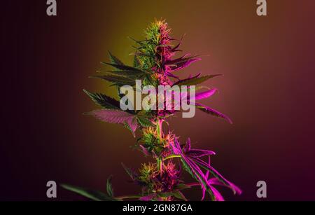 Cannabis blühende Pflanze mit neon-lila rosa farbigen Blättern auf goldbraunem Hintergrund. Marihuana Hanf in leuchtendem Neonlicht. Foto des Cannabisflusses Stockfoto