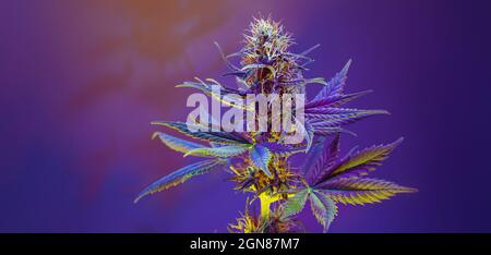 Purple Cannabis-Pflanze auf violettem Hintergrund. Langes horizontales Banner mit farbigem Marihuana. Foto mit Cannabisblüten in moderner Ästhetik Stockfoto