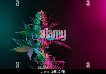 Cannabispflanze mit farbigen Blättern in neonviolettem Pink und grünen Lichtern auf dunklem Hintergrund. Ästhetische Cannabisfotografie. Neuer moderner Look auf Marijua Stockfoto