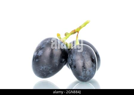 Drei Beeren von reifen schwarzen Trauben, aus der Nähe, isoliert auf weiß. Stockfoto