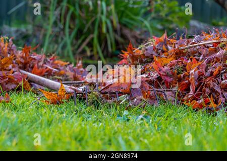 Ausgewähltes Fokusbild der Aufräumung toten japanischen Acer Blätter, die aus dem Laubbaum auf den Rasen im Herbst gefallen sind fallen in der Stockfoto