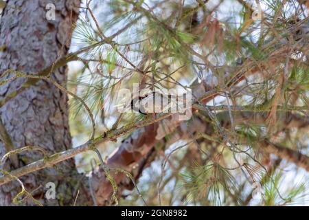 Der Haussperling (Passer domesticus) auf dem Baumbrunch im Park, männliche Sperlinge singen, Vogel der Sperlinge Familie Passeridae, am weitesten verbreitet Stockfoto