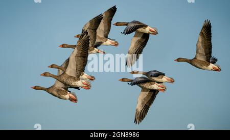 Graugänse bilden sich während der Migration durch europa auf dem Weg zu neuen Futterhunden und zur Zucht Stockfoto