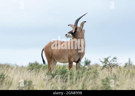 Roan Antilope (Hippotragus equinus) auf Grasland, Southwell Road, Eastern Cape, Südafrika, 20. Februar 2021. Stockfoto