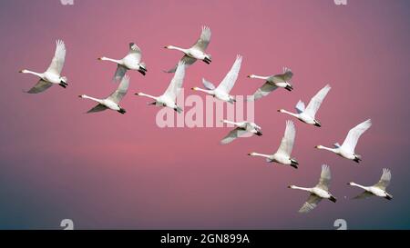 Morgendämmerung am frühen Morgen und ein Schwarm Weiße Bewick Schwäne fliegen in einem roten Himmel Stockfoto