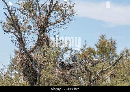 Graureiher-Küken (Ardea cinerea) nisten mit erwachsenen und jungen Vögeln in der natürlichen Umgebung, grünen Bäumen und blauem Himmel, Frankreich, Europa Stockfoto