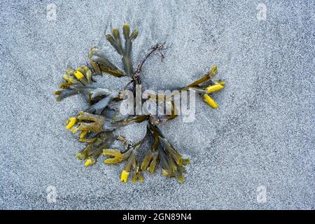 Algen und Strandflöhe; Rialto Beach, Olympic National Park, Washington. Stockfoto