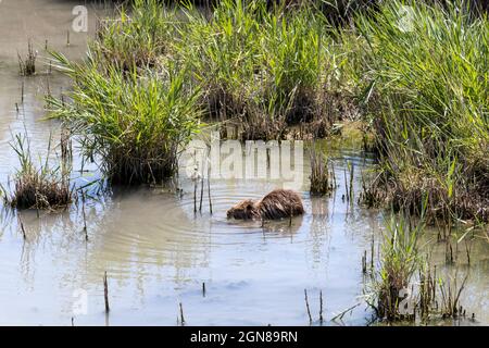 Coypu, braune Nutria, die im natürlichen Lebensraum der Camargue, Frankreich, Europa, schwimmt und sich ernährt Stockfoto