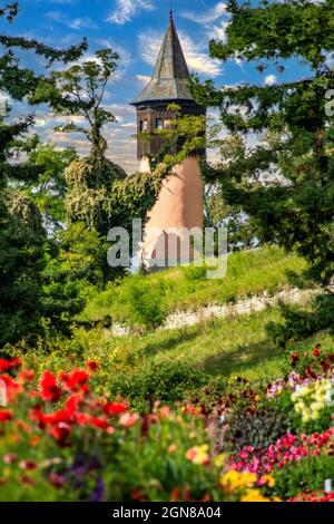 Insel Mainau : Farben von Dahlien Stockfoto