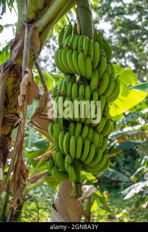 Bananenfrucht im Baum Stockfoto