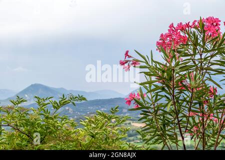 Rosa Blumen im Tontopf auf der Terrasse eines typisch französischen kleinen mittelalterlichen Dorfes in Vaucluse, Provence, Frankreich, Europa Stockfoto