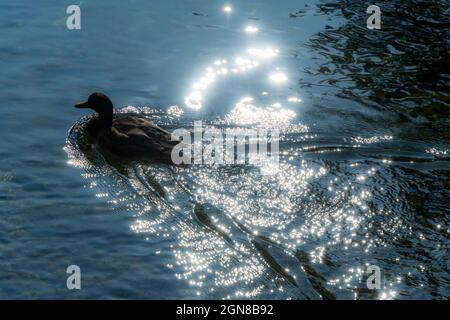 Eine weibliche Mallard-Ente schwimmt in funkelndem Licht in den Flüssen Beze, Beze, Cote-d'Or, Burgund, Bourgognr-Franche-Comte, Frankreich. Stockfoto