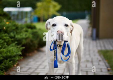 Hund wartet auf Spaziergang. Labrador Retriever steht mit Leine im Mund gegen den Hinterhof des Hauses. Stockfoto