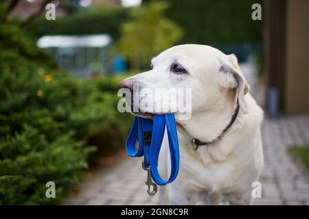 Hund wartet auf Spaziergang. Labrador Retriever steht mit Leine im Mund gegen den Hinterhof des Hauses. Stockfoto