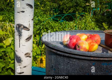 Rote reife Äpfel auf dem schwarzen Fass im Gartenhintergrund. Stockfoto
