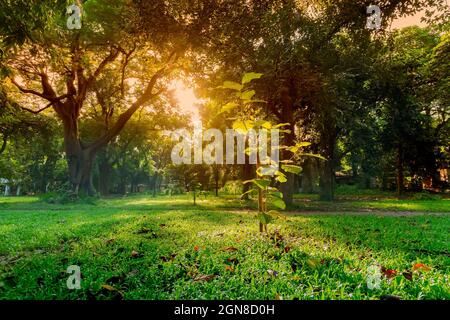 Sonnenstrahlen, die durch Baumblätter gehen und im Vordergrund auf grünes Gras fallen, morgens in Kalkutta, West bengalen, Indien Stockfoto