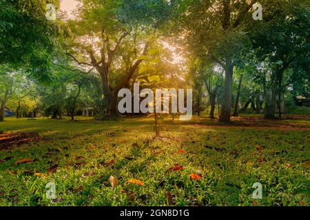 Sonnenstrahlen, die durch Baumblätter gehen und im Vordergrund auf grünes Gras fallen, morgens in Kalkutta, West bengalen, Indien Stockfoto