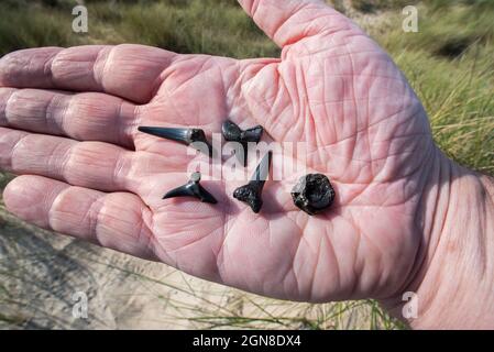 Hand hält verschiedene Arten von Eozähnefossilien und fossilen Fischwirbel am Sandstrand entlang der Nordseeküste in Belgien Stockfoto