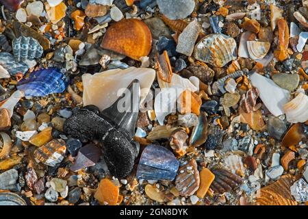 Eozähnezahn fossil auf der Strandlinie bei Ebbe entlang der Nordseeküste an der Zwin, Knokke-Heist, Westflandern, Belgien Stockfoto