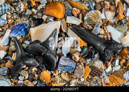 Versteinerte Eozähnehaie an der Strandlinie bei Ebbe entlang der Nordseeküste, Zwin, Knokke-Heist, Westflandern, Belgien Stockfoto