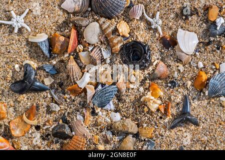 Eozän-Hai zähnt Fossilien und versteinerte Fischwirbel auf der Strandlinie am Ebbe entlang der Nordseeküste, Zwin, Knokke-Heist, Belgien Stockfoto