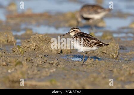 Breitschnabelläufer, Sacca di Bellocchio (FE), Italien, September 2021 Stockfoto