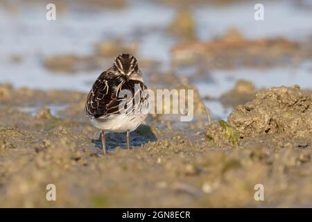 Breitschnabelläufer, Sacca di Bellocchio (FE), Italien, September 2021 Stockfoto