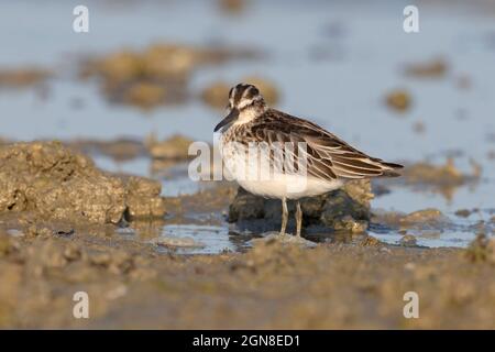 Breitschnabelläufer, Sacca di Bellocchio (FE), Italien, September 2021 Stockfoto