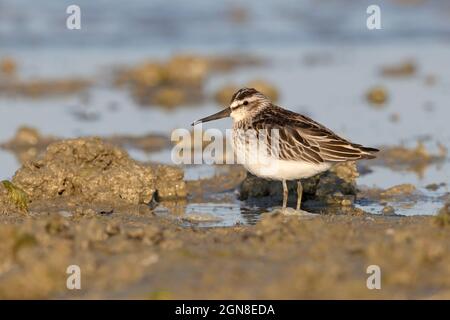 Breitschnabelläufer, Sacca di Bellocchio (FE), Italien, September 2021 Stockfoto